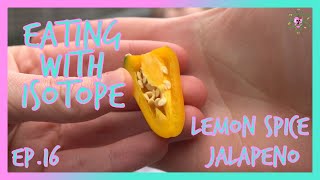 Eating with Isotope  Episode 16  Lemon Spice Jalapeno [upl. by Nyladnek]