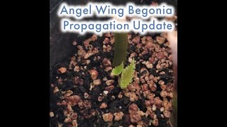 Growing Angel Wings from Cuttings Part 2 A Followup [upl. by Adidnere109]