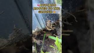 🥑Prevent AVOCADO Potted Plant from Rooting in the Ground plantsinpots growinginpots [upl. by Cherida]