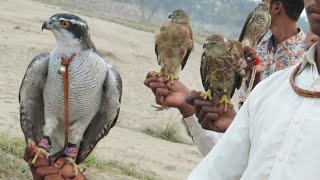 Wonderful goshawking vlog Best Hunting Compilation Eps13  Raptors Today [upl. by Eugene]