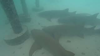 Nurse Sharks [upl. by Morena482]