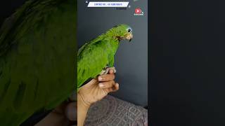 Fully tamed Orange winged Amazon Self eating just started Available In Ahmedabad shorts trending [upl. by Smailliw]