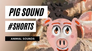 🐷 Pig Sound shorts  pig sounds  🐷 pig noises  pig sound effect  shorts video [upl. by Shedd970]