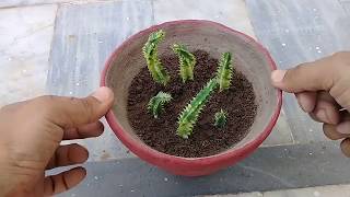 How to Grow Stapelia Variegata from Cutting  Starfish Flower  Complete Updates [upl. by Atnuahc502]