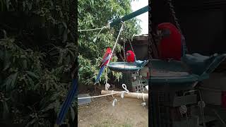 Dinner with the Crimson Rosellas 🦜 [upl. by Ityak82]