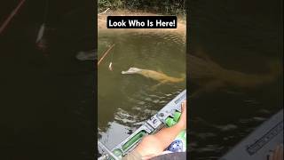 Look who is here fishinglife fishtank fisherman fishvideo river aquarium catfish fish craft [upl. by Peednas548]