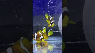 Juvenile Clarkii Clownfish 4months old [upl. by Ahsiri]