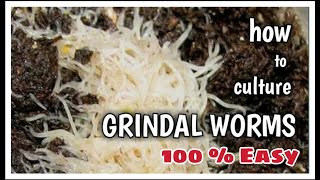 How to culture Grindal worms very easy  100  Parasite Free [upl. by Gent]