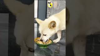 White and Brown Puppy Eating Fresh Food 🥝🤣puppy funny pets dogfood [upl. by Malvino]