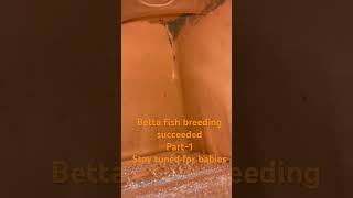 Betta fish breeding betta bettafish bettabreedingtank [upl. by Ashleigh]