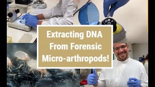 DNA extraction from forensic microarthropods [upl. by Gherlein]