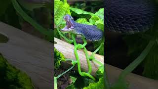 Atheris squamigera venomoussnake snake atheris beautiful [upl. by Drahsir]