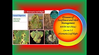 15 PATH 365 New Lec no 32 SunflowerAlternaria Leaf blight [upl. by Powers966]