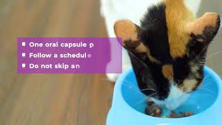 Basmi FIP™ Oral Capsules An Easy and Effective Treatment Option for Feline Infectious Peritonitis [upl. by Kirtley]