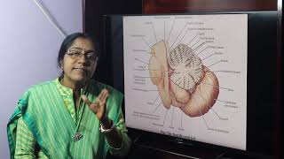 Lecture On Ventricles Of The Brain [upl. by Alinna]