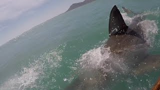 15 Ft Great White Attacks 2 Knee Deep Water  Ken Crew Dirk Avery [upl. by Raddy]