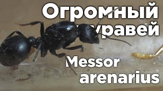 ОГРОМНЫЙ МУРАВЕЙ АФРИКИ  Messor arenarius [upl. by Etka]