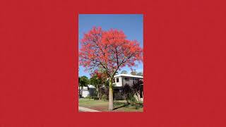 Flame Trees  Cold Chisel Slowed [upl. by Clower]