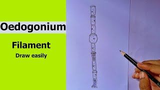 Oedogonium Green Algae  Oedogonium Filament  how to draw Oedogonium step by step  BSc BOTANY [upl. by Lina743]