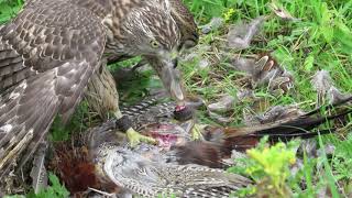 Goshawk FalconryHawking Footage [upl. by Hamas]