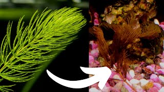 DOWNSIDES of Hornwort Watch This BEFORE YOU BUY HORNWORT [upl. by Maryn]