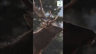 👀🦌BIGGEST Elk Bugle EVER Heard on a Cold Morning shorts elk elkhunting animals wildlife [upl. by Cline]