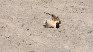 Killdeer broken wing act [upl. by Nnylarej459]