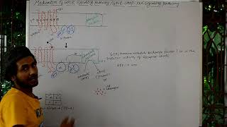 CELL SIGNALING PART 26 The mechanism of GPCR signaling pathway or GPCRcAMPPKA Signaling pathway [upl. by Niawtna]