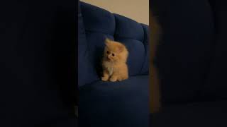 Tiny Chester Takes Over the Couch on His First Day Home cat catshorts catlover cute [upl. by Hammond]