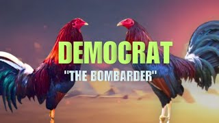 DEMOCRAT GAMEFOWL BLOODLINE Fighting Style and History [upl. by Ahseinat]