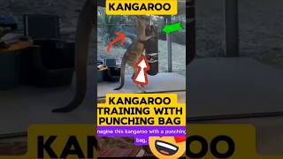 What is Kangaroo doing with punching bag [upl. by Summer]