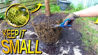 How To Prune A Soursop Tree Grown In A Pot [upl. by Pattani127]