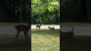 Puppy tries to befriend fawn [upl. by Aicnilav620]