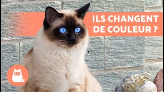 10 CURIOSITES sur les CHATS SIAMOIS 🐱🐾 INCROYABLES [upl. by Reggy]