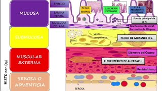 Plan general del Tubo Digestivo [upl. by Ylhsa]