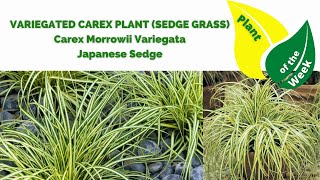 Variegated Carex Plant Sedge Grass  Carex Morrowii Variegata  Variegated Japanese Sedge [upl. by Jacquette174]