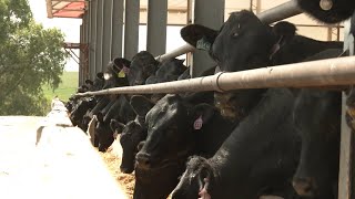 AgweekTV Beef on Dairy Crossed Cattle [upl. by Eilesor]