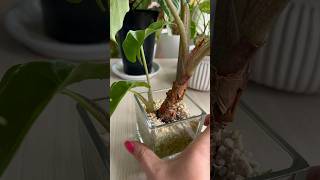 ✅ Alocasia Portodora Propagation in Perlite  UPDATES shorts [upl. by Etka]