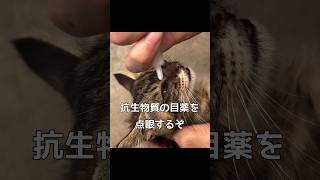 保護猫の目を治療した 保護猫 捨て猫 shorts [upl. by Baalbeer]