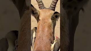 Red billed Oxpecker whispering wildlife birds tellmewhatyousaw peck shorts [upl. by Aiykan908]