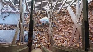 The Lost Art of Cleaning Out a Corn Crib [upl. by Jackqueline]