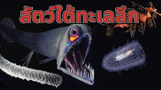 7 สัตว์ใต้ทะเลลึก ความประหลาดและสวยงามแห่งท้องทะเล [upl. by Enialed]