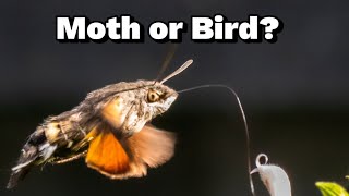 Interesting Moth facts  did you know them all [upl. by Yddub]