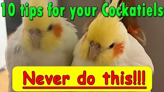 Ten tips that never do with a Cockatiel bird cockatiel parrot pet cockatoo cute birdlove [upl. by Lupee747]