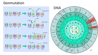 genmutation [upl. by Lussier305]