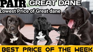 Black great dane puppies under 10k  great puppies for sale [upl. by Duax807]