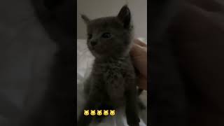 dance love cute music cat cats comedy youtubeshorts baby edit lovesong [upl. by Crispa]