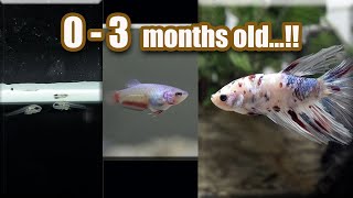 BETTA fish GROWTH  from Eggs  3 months [upl. by Wandie145]