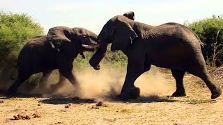 Elephant vs Elephant Fight  Raw footage [upl. by Aanas]