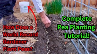 Watch This Before Planting Peas World Record Gardeners Secrets To Growing Sweet Peas Tutorial [upl. by Revart]